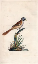 Bigotudo, Panurus biarmicus (grabado en cobre por Edward Donovan, publicado en 