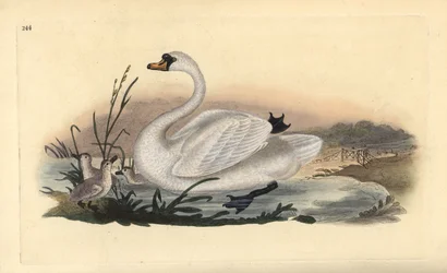 Cisne mudo, Cygnus olor, con polluelos. Grabado en cobre coloreado a mano dibujado y grabado por Edward Donovan de su propia “Historia Natural de las Aves Británicas,” Londres