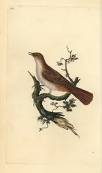 Ruiseñor común, Luscinia megarhynchos. Grabado en cobre coloreado a mano dibujado y grabado por Edward Donovan de su propia “Historia Natural de las Aves Británicas,” Londres