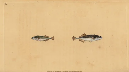 Espinoso de nueve espinas, Pungitius pungitius (grabado a mano por Edward Donovan de su 