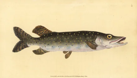 Esox lucius, lucio del norte. Grabado en cobre coloreado a mano dibujado y grabado por Edward Donovan de su Historia Natural de los Peces Británicos, Donovan y F.C. y J. Rivington, Londres