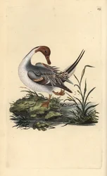 Ánade rabudo norteño, Anas acuta. Ilustración de "Natural History of British Birds" de Edward Donovan (1794-1819)