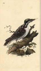 Pico tridáctilo norteño. Picoides tridactylus. Grabado a mano coloreado por Edward Donovan de su propia Historia Natural de las Aves Británicas, Londres