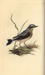 Collalba gris, Oenanthe oenanthe. Grabado en cobre coloreado a mano dibujado y grabado por Edward Donovan de su propia “Historia Natural de las Aves Británicas,” Londres