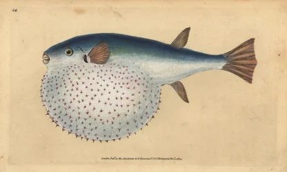 Pez globo oceánico, Lagocephalus lagocephalus (Pez globo estrellado, Tetrodon stellatus). Grabado en cobre coloreado a mano dibujado y grabado por Edward Donovan de su Historia Natural de los Peces Británicos, Donovan y F.C. y J. Rivington, Londres