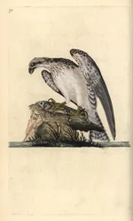 Águila pescadora, Pandion haliaetus, de pie sobre un pez atrapado. Grabado en cobre coloreado a mano dibujado y grabado por Edward Donovan de su propia 