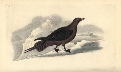 Págalo parásito, Stercorarius parasiticus. Grabado en cobre coloreado a mano dibujado y grabado por Edward Donovan de su propia "Historia Natural de las Aves Británicas," Londres