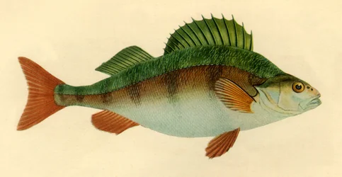 Perca, 1804, 1946