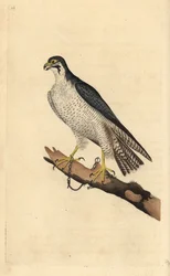 Halcón peregrino, Falco peregrinus, encadenado a una rama. Grabado a mano coloreado por Edward Donovan de su propia Historia Natural de las Aves Británicas, Londres