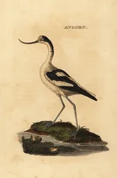 Avoceta común, Recurvirostra avosetta
