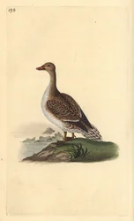 Ánade rabudo, Anas acuta, hembra. Ilustración de la 