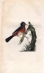 Curruca rabilarga. Sylvia undata. Grabado en cobre por Edward Donovan, publicado en Histoire naturelle des oiseaux britanniques, Londres