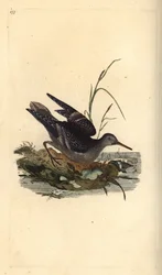 Correlimos oscuro, Calidris maritima. Grabado coloreado a mano por Edward Donovan de su propio "Historia Natural de las Aves Británicas", Londres