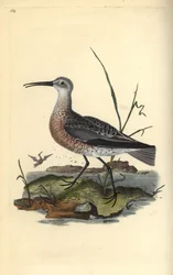 Zarapito chico, Numenius minutus. Grabado en cobre coloreado a mano dibujado y grabado por Edward Donovan de su propia “Historia Natural de las Aves Británicas”, Londres