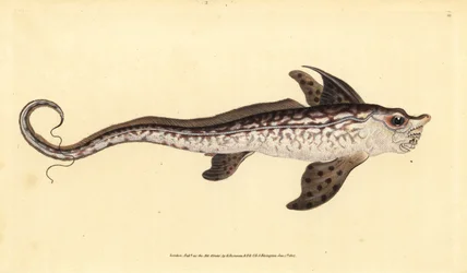 Pez conejo o monstruo marino, Chimaera monstrosa (grabado a mano por Edward Donovan de su 