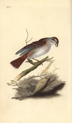 Alcaudón dorsirrojo (hembra), Lanius collurio. Grabado en cobre coloreado a mano dibujado y grabado por Edward Donovan de su propia “Historia Natural de las Aves Británicas,” Londres