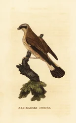 Alcaudón dorsirrojo, Lanius collurio