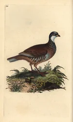 Perdiz roja, Alectoris rufa. Ilustración de "Natural History of British Birds" de Edward Donovan (1794-1819)