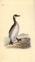 Somormujo cuellirrojo (hembra), Podiceps grisegena. Grabado en cobre coloreado a mano dibujado y grabado por Edward Donovan de su propia “Historia Natural de las Aves Británicas,” Londres