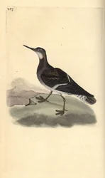 Falaropo picofino, Phalaropus lobatus