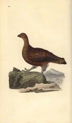 Lagópodo escocés (hembra), Lagopus scotica. Lámina de cobre coloreada a mano, dibujada y grabada por Edward Donovan, de su propia «Historia natural de las aves británicas», Londres