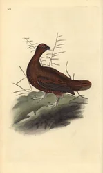 Perdiz roja, Lagopus lagopus scotica. Grabado a mano coloreado por Edward Donovan de su propia Historia Natural de las Aves Británicas, Londres