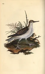 Falaropo picogrueso, Phalaropus fulicarius. Grabado en cobre coloreado a mano dibujado y grabado por Edward Donovan de su propia “Historia Natural de las Aves Británicas,” Londres