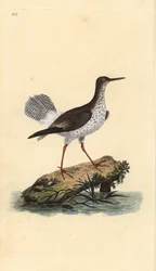 Archibebe común, Tringa totanus. Ilustración de "Natural History of British Birds" de Edward Donovan, Londres