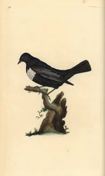 Mirlo acuático, Turdus torquatus. Grabado en cobre coloreado a mano dibujado y grabado por Edward Donovan de su propia 