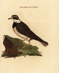 Chorlitejo grande, Charadrius hiaticula