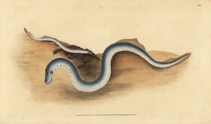 Lamprea de río, Lampetra fluviatilis (grabado a mano por Edward Donovan de su 