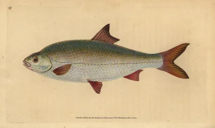 Rutilo, Rutilus rutilus (Cyprinus ritulus). Grabado en cobre coloreado a mano dibujado y grabado por Edward Donovan de su “Historia Natural de los Peces Británicos”