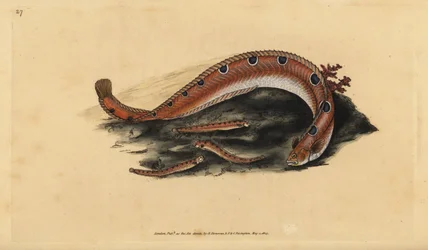 Pholis gunnellus (Blénido manchado o pez mantequilla, Blennius gunnellus), anguila de roca. Grabado en cobre coloreado a mano dibujado y grabado por Edward Donovan de su Historia Natural de los Peces Británicos, Donovan y F.C. y J. Rivington, Londres
