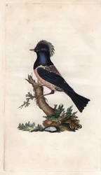 Estornino rosado. Sturnus roseus (Turdus roseus). Grabado en cobre por Edward Donovan (1768-1837), publicado en Historia natural de las aves británicas, Londres