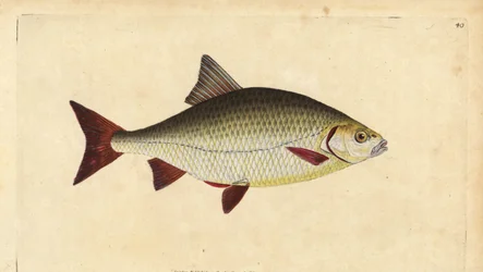Rutilo, Scardinius erythrophthalmus (Ojo rojo, Cyprinus erythrophthalmus). Grabado en cobre coloreado a mano dibujado y grabado por Edward Donovan de su Historia Natural de los Peces Británicos, Donovan y F.C. y J. Rivington, Londres