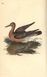 Combatiente, Philomachus pugnax, hembra. Grabado coloreado a mano por Edward Donovan de su propio "Historia Natural de las Aves Británicas", Londres