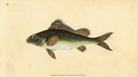 Ruffe, Gymnocephalus cernua. Grabado a mano coloreado por Edward Donovan de su Historia Natural de los Peces Británicos, Donovan y F.C. y J. Rivington, Londres