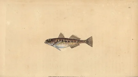 Pomatoschistus minutus (Gobio manchado, Gobius minutus), gobio de arena. Grabado en cobre coloreado a mano dibujado y grabado por Edward Donovan de su Historia Natural de los Peces Británicos, Donovan y F.C. y J. Rivington, Londres