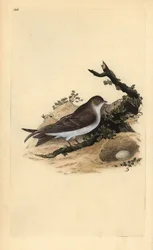 Avión zapador, Riparia riparia, con nido y huevo. Grabado en cobre coloreado a mano dibujado y grabado por Edward Donovan de su propia “Historia Natural de las Aves Británicas” (1794-1819)