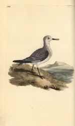 Correlimos tridáctilo, Calidris alba. Grabado a mano coloreado por Edward Donovan de su propia Historia Natural de las Aves Británicas, Londres