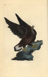 Águila marina, Haliaeetus albicilla. Ilustración de la 