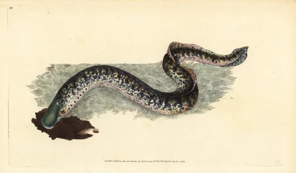 Lamprea marina, Petromyzon marinus (Lamprea marina o manchada). Grabado en cobre coloreado a mano dibujado y grabado por Edward Donovan de su Historia Natural de los Peces Británicos, Donovan y F.C. y J. Rivington, Londres