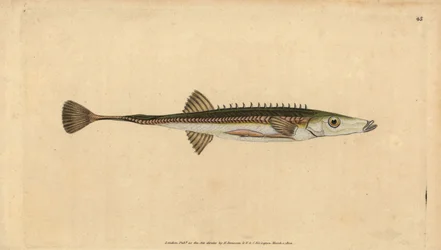 Espinoso de mar, Spinachia spinachia. Grabado a mano coloreado por Edward Donovan de su Historia Natural de los Peces Británicos, Donovan y F.C. y J. Rivington, Londres