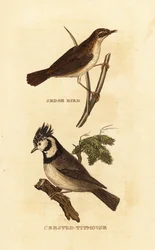 Carricero común, Acrocephalus schoenobaenus, y herrerillo crestado, Lophophanes cristatus