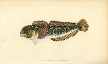 Blénido, Lipophrys pholis. Grabado a mano coloreado por Edward Donovan de su Historia Natural de los Peces Británicos, Donovan y F.C. y J. Rivington, Londres