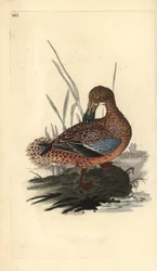 Pato cuchara (hembra), Anas clypeata. Ilustración a mano de cobre grabada por Edward Donovan de su propio 