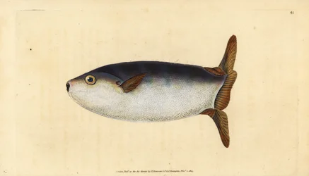 Pez luna delgado, Ranzania laevis (Pez luna truncado, Tetrodon truncatus). Grabado en cobre coloreado a mano dibujado y grabado por Edward Donovan de su Historia Natural de los Peces Británicos, Donovan y F.C. y J. Rivington, Londres