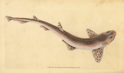 Pintarroja común, Scyliorhinus canicula (tiburón pequeño manchado, Squalus catulus). Lámina de cobre coloreada a mano, dibujada y grabada por Edward Donovan de su Natural History of British Fishes, Donovan y F.C. y J. Rivington, Londres