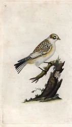 Gorrión de nieve. Plectrophenax nivalis (Emberiza nivalis). Grabado en cobre por Edward Donovan (1768-1837), publicado en Histoire naturelle des oiseaux britanniques, Londres