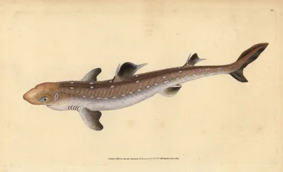 Pez perro espinoso, Squalus acanthias. Grabado a mano coloreado por Edward Donovan de su Historia Natural de los Peces Británicos, Donovan y F.C. y J. Rivington, Londres